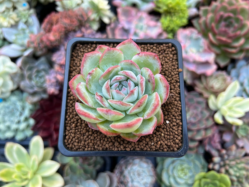 succulent lily Echeveria 'Water Lily' 2" Succulent Plant