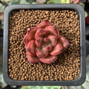 Echeveria Agavoides 'Romeo' 1/2" Small Succulent Plant