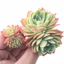 Echeveria Pansy With Crested Head 2”-3" Rare Succulent Plant