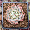 Echeveria 'Kainos' 2" New Hybrid Succulent Plant