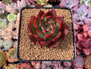 Echeveria Agavoides sp. 3" Succulent Plant