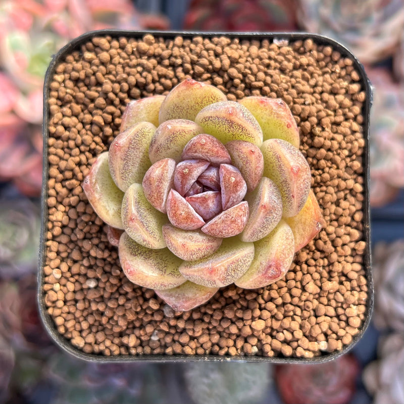 succulent daisy Echeveria 'Purple Daisy' 1"-2" Succulent Plant