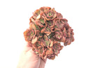 Echeveria 'Silk Veil' 7" Large Cluster Rare Succulent Plant