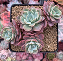Echeveria 'Fortuna' 4" Cluster Succulent Plant