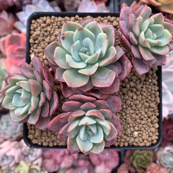 40 succulents Echeveria 'Fortuna' 4