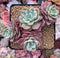 Echeveria 'Fortuna' 4" Cluster Succulent Plant