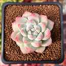 Echeveria 'Illustration' 2" Succulent Plant