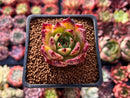 Echeveria Agavoides 'Sarabony' 1" Selected Clone Succulent Plant