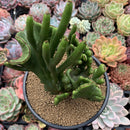 Euphorbia 'Leucodendron' Crested 5" Succulent Plant