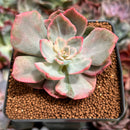 Echeveria 'Pink Harin' Variegated 2"-3" Succulent Plant