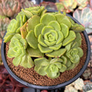Aeonium 'Lily Pad' 4"-5" Cluster Succulent Plant