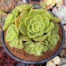 succulent that looks like lily pad Aeonium 'Lily Pad' 4"-5" Cluster Succulent Plant – True Succulents Plant Co