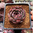 Echeveria 'Black Smoke' 1" New Hybrid Succulent Plant