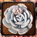 Echeveria 'Laui' 2"-3" Powdery Succulent Plant