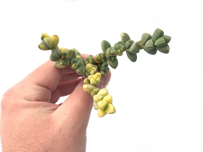 Corpuscularia Lehmannii Variegated 2”-3” Rare Succulent Plant
