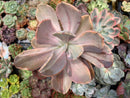 Echeveria 'Pampoteus' Variegated 6" Very Large (Not Jocelyn's Joy Variegated) Rare Succulent Plant