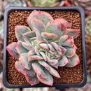 Echeveria 'Luella' Crested 2" Succulent Plant