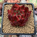 Echeveria Agavoides 'Rosé' 2" Succulent Plant