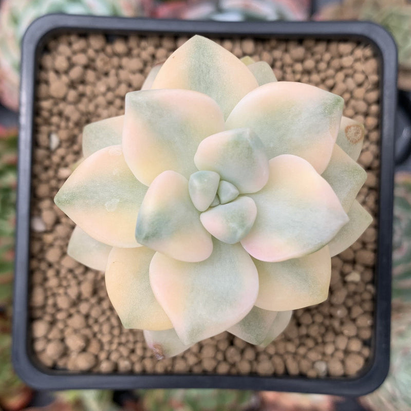 graptoveria titubans succulent Graptoveria 'Titubans' Variegated 2” Succulent Plant – True Succulents Plant Co
