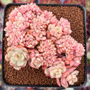 Echeveria 'Deren-Oliver' Crested 2"-3" Succulent Plant