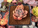 Echeveria 'Mezzoglam' Seed-grown Hybrid 1"-2" Succulent Plant