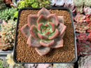 Echeveria 'Sharman' 2" Succulent Plant