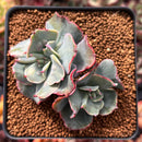 Echeveria 'Blue Spur' 2"-3" Succulent Plant