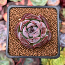 Echeveria 'Dark Opal' 1" Succulent Plant