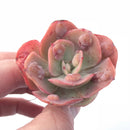 Echeveria Heart Delights Hybrid Small 2” Rare Succulent Plant