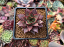 Echeveria Agavoides 'Red Pop' 2" Succulent Plant