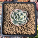 Echeveria 'Compton Carousel' Variegated 1" Succulent Plant