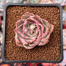 Echeveria 'Magic Savannah' 1" Succulent Plant