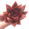 Echeveria Agavoides Red Maria 4” Rare Succulent Plant