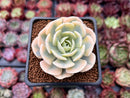 Echeveria Runyonii Variegated (Aka Echeveria 'Akaihosi' Variegated) 2" Succulent Plant