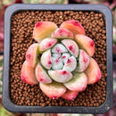 Echeveria 'White Robin' 1" Succulent Plant