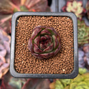 Echeveria 'Black Tiger' 1" Succulent Plant