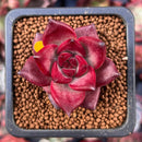 Echeveria Agavoides 'Pentera' 1" Small Succulent Plant