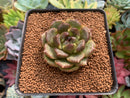 Echeveria Agavoides 'Black Rose' 2" Succulent Plant