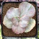 Echeveria 'Suyon Frill' Variegated 2" Succulent Plant