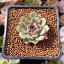 Echeveria 'Black Stone' 1" Succulent Plant