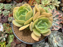 Echeveria 'Drawing' 4" Cluster Succulent Plant