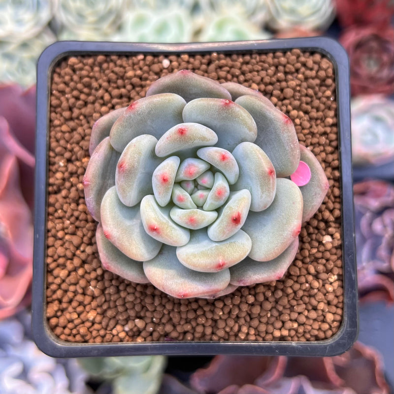 Echeveria 'Ariel' 2
