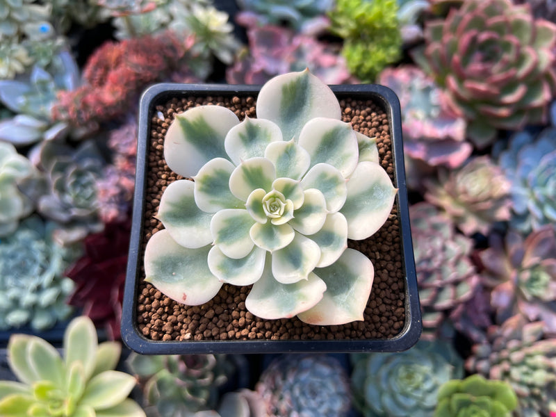 compton carousel succulent Echeveria 'Compton Carousel' 2" Succulent Plant – True Succulents Plant Co