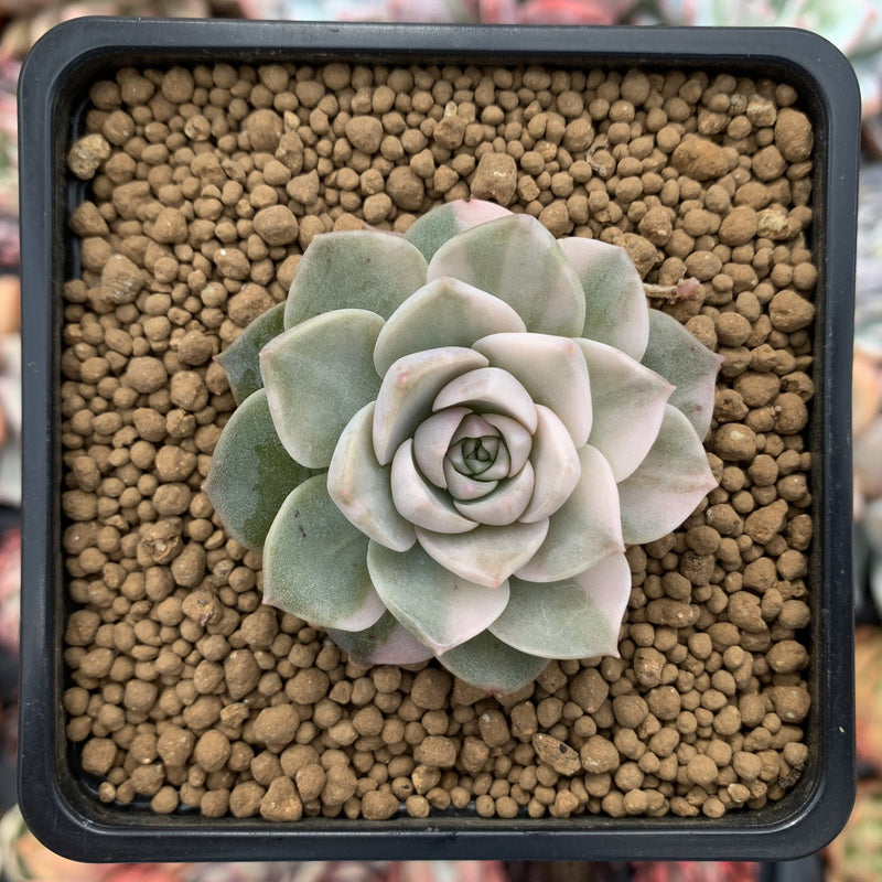 abane succulent Echeveria 'Anna' Variegated 1" Succulent Plant