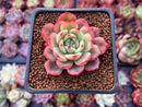 Echeveria Agavoides 'Star Boss' Lightly Variegated Form 2" Succulent Plant