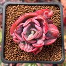 Echeveria 'Beyonce' Variegated 2" Succulent Plant