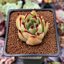 Echeveria Agavoides 'Castro' 2" Succulent Plant