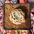 Echeveria 'Mario' 2" Succulent Plant