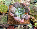 Echeveria 'Hearts Delight' 2"-3" Succulent Plant