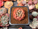 Echeveria 'Scarletta' 1" Succulent Plant